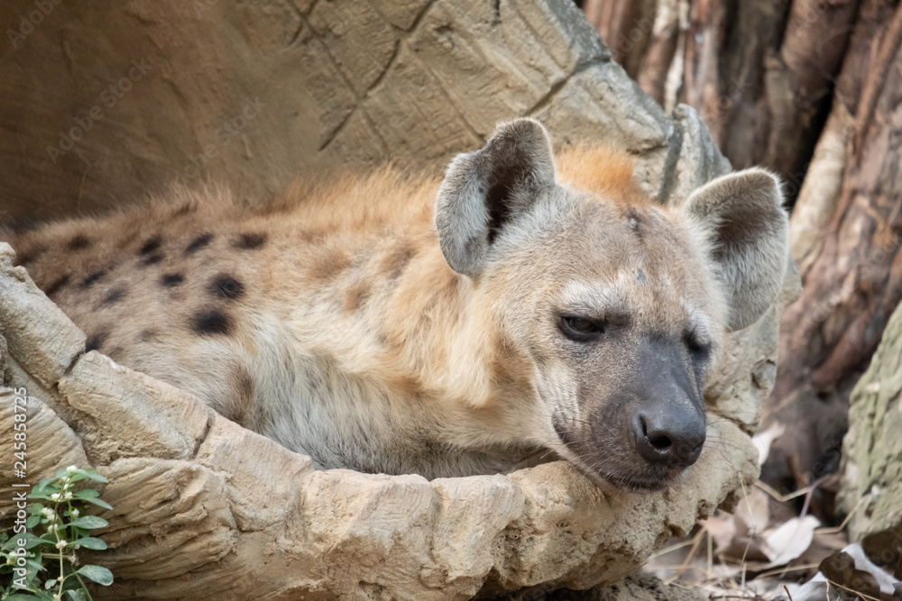 Obraz premium spotted hyena