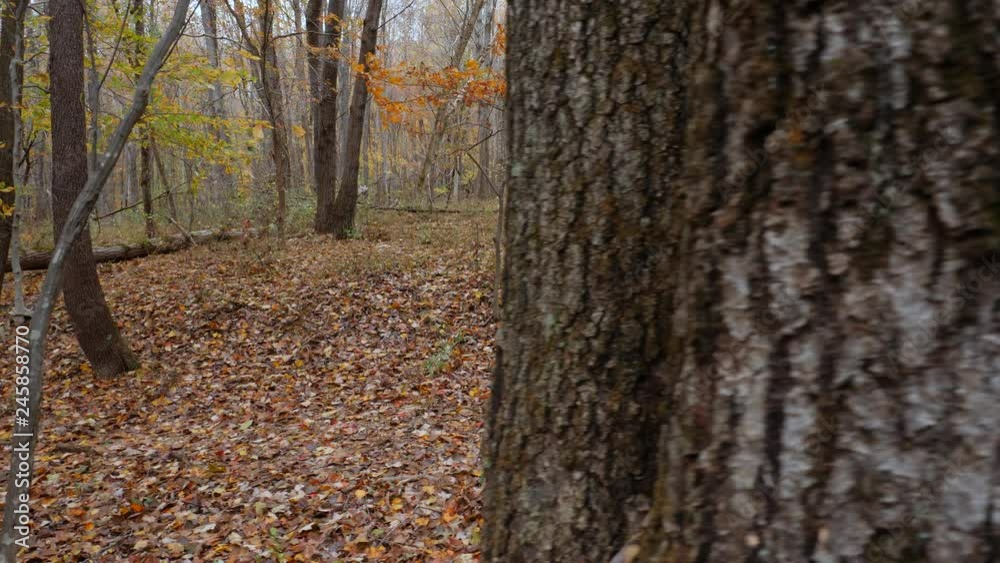 Woman hiking in forest at autumn season, Female photographer Woman hiking in forest at autumn season, Female photographer