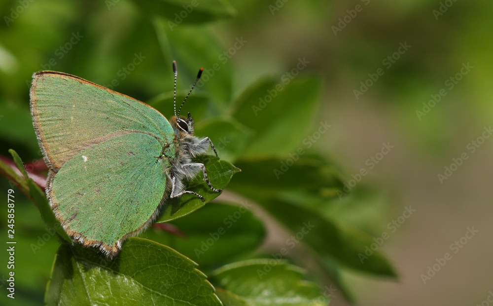 A stunning Green Hairstreak Butterfly (Callophrys rubi) perched on a Hawthorn tree leaf. A stunning Green Hairstreak Butterfly (Callophrys rubi) perched on a Hawthorn tree leaf.