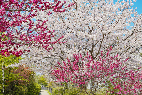 満開の桃の花と桜の花。日本の春の美しい花の風景です。赤い花は花桃で、淡いピンクの花は桜です。晴天の青空の下で撮った写真です。