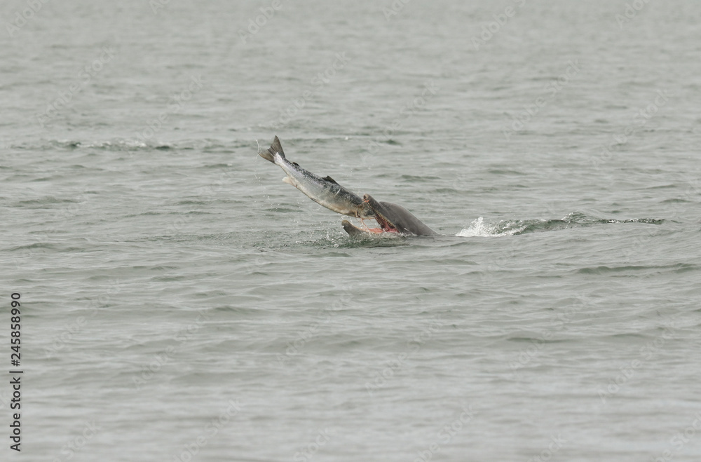 Fototapeta premium A Bottlenose Dolphin (Tursiops truncatus) eating a fish (salmon, Salmo salar), at the Moray Firth, Highlands, Scotland.
