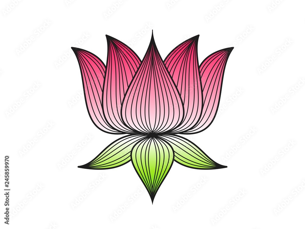 Pink lotus floral on white background
