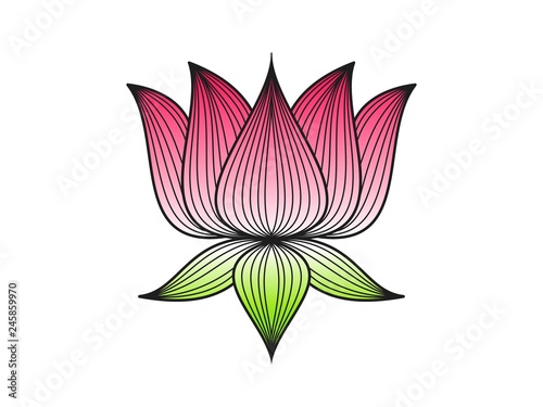 Pink lotus floral on white background