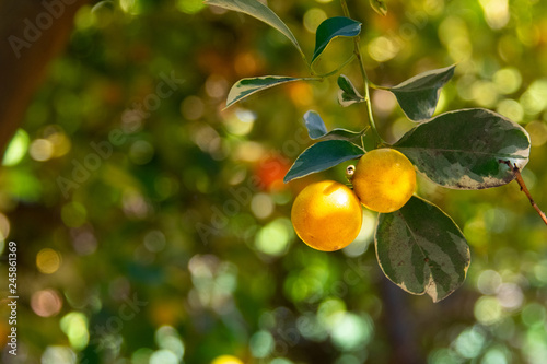 Calamondin orange fruit growing on a tree - closeup image