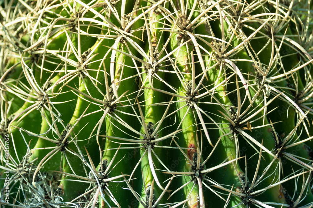 Closeup image of a globe shaped cactus with long intertwining thorns Closeup image of a globe shaped cactus with long intertwining thorns