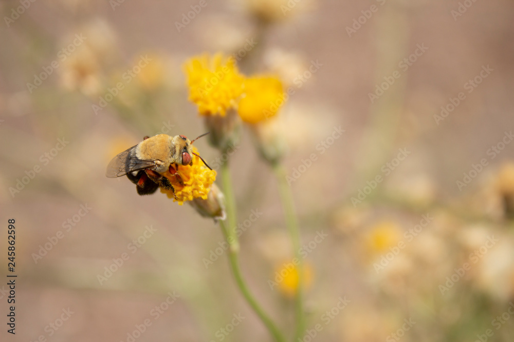 Bumble Bee Back on Bebbia Juncea Sweet Buch Macro Bumble Bee Back on Bebbia Juncea Sweet Buch Macro