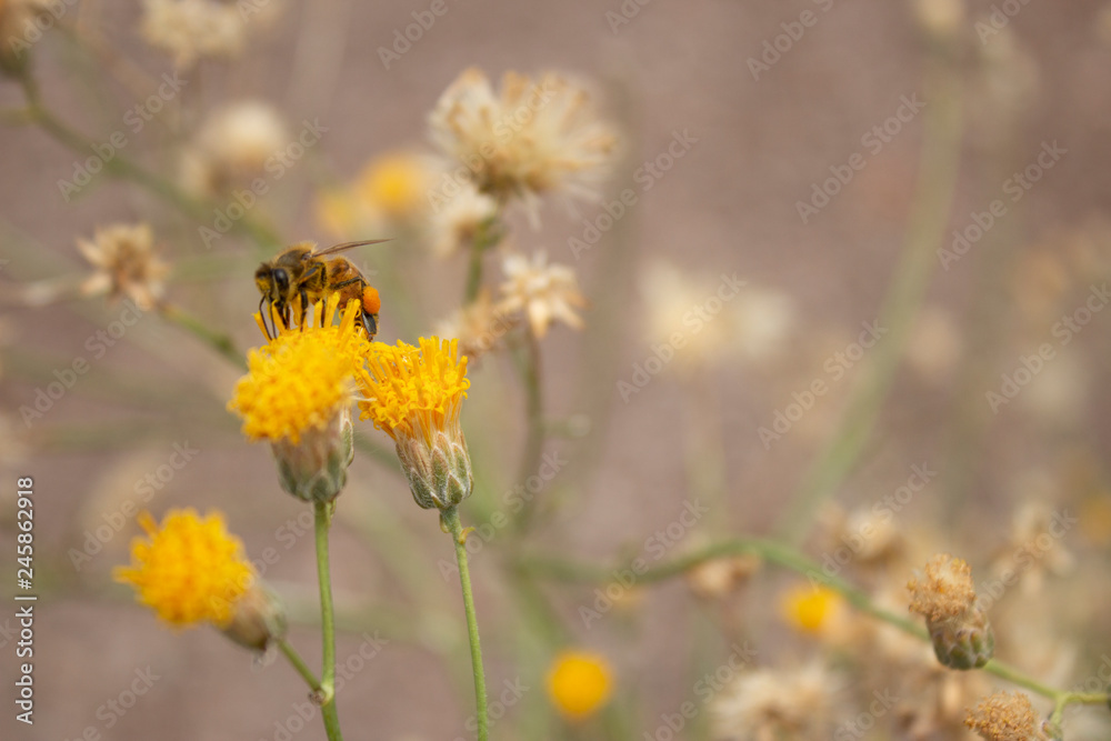 Honey Bee Side Flank on Yellow Sweet Buch and Dandelion Honey Bee Side Flank on Yellow Sweet Buch and Dandelion
