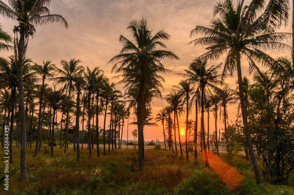 Colorful sunset in coconuts plantation