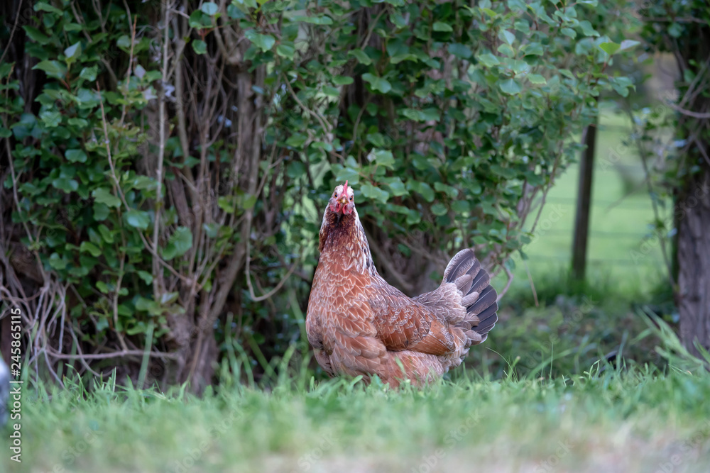 Fototapeta premium hen on grass