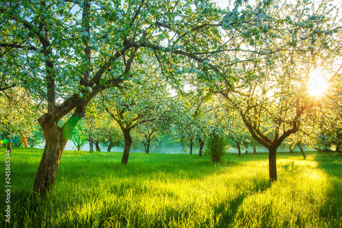Sunrise in blossoming apple orchard