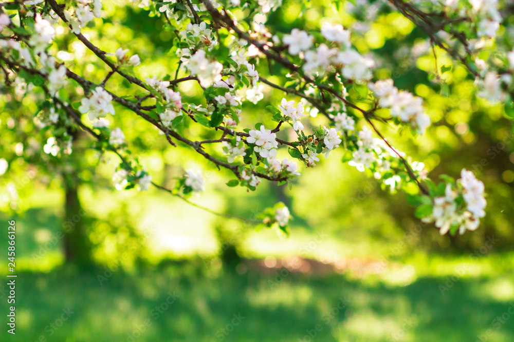 Spring background. White blossom flowers apple tree in green orchard Spring background. White blossom flowers apple tree in green orchard