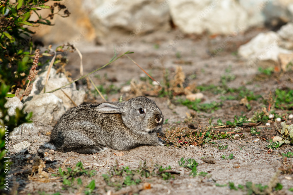 Cute little rabbit walking in the yard Cute little rabbit walking in the yard