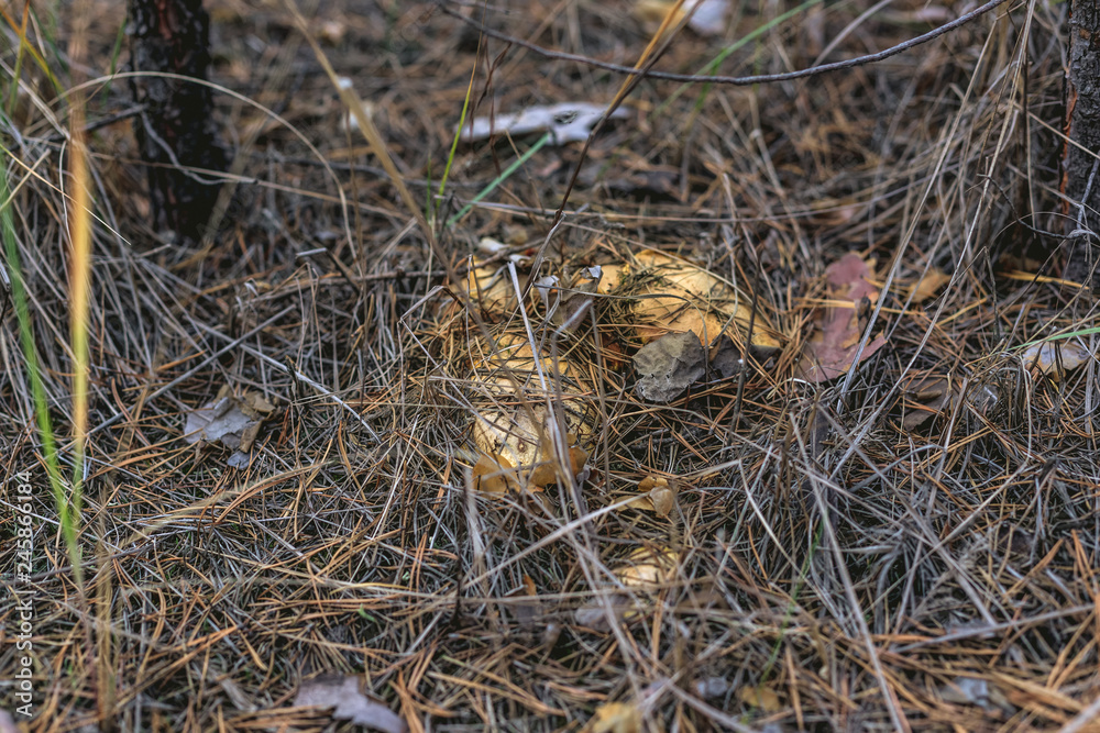 Mushroom Suillus in the grass in a pine forest Mushroom Suillus in the grass in a pine forest