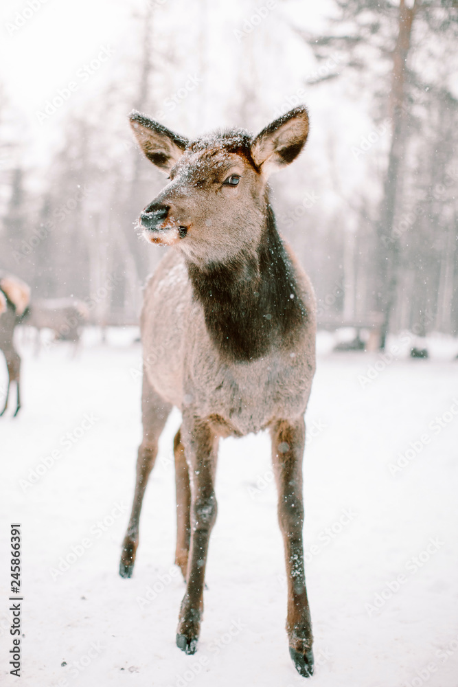 Maral (deer). Reserve Zyuratkul. Chelyabinsk region. Maral (deer). Reserve Zyuratkul. Chelyabinsk region.