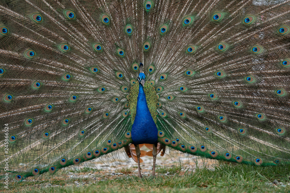 Obraz premium peacock with feathers out
