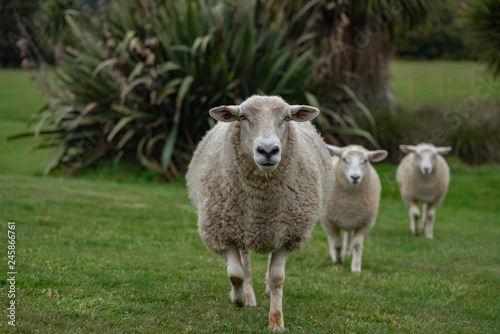 sheep in field © Mariia