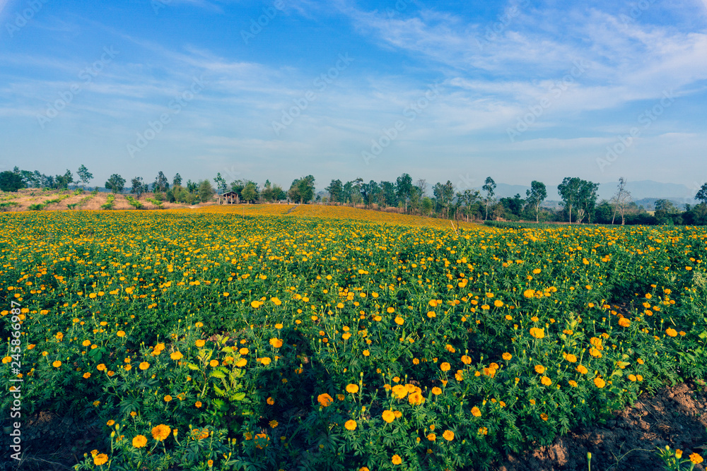 Marigold flowers in the full flowering area.
