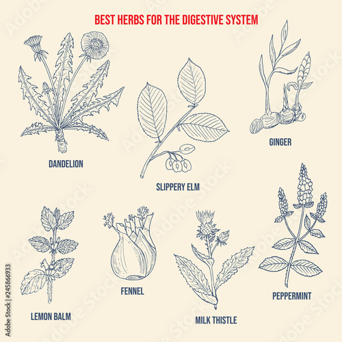 Best herbs for aid digestion