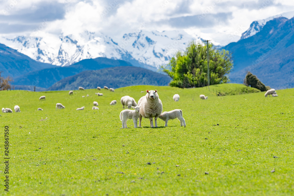 Naklejka premium sheep in the mountains
