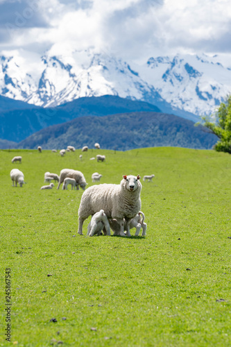 sheep on the hillside