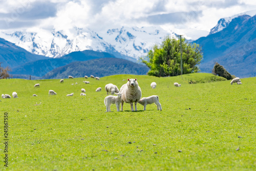 sheep in the mountains