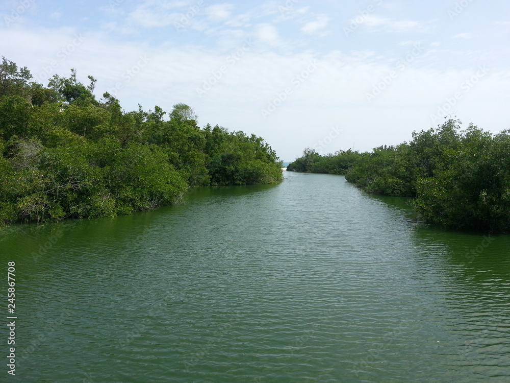 river and mangrove