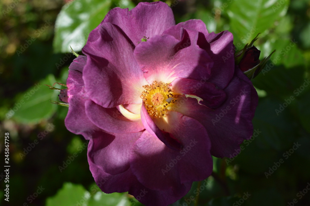 pink flower in the garden