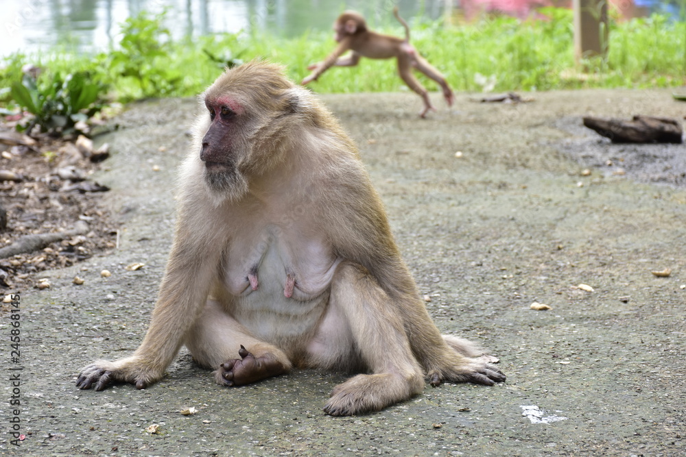 Fototapeta premium mother and baby Thailand macaque