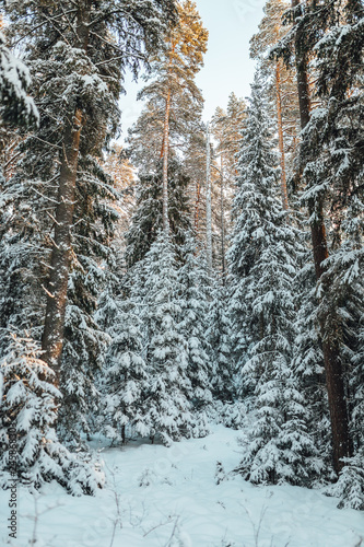 Pine forest in winter, frozen trees covered in snow, Winter in Europe © Aleksandrs Muiznieks