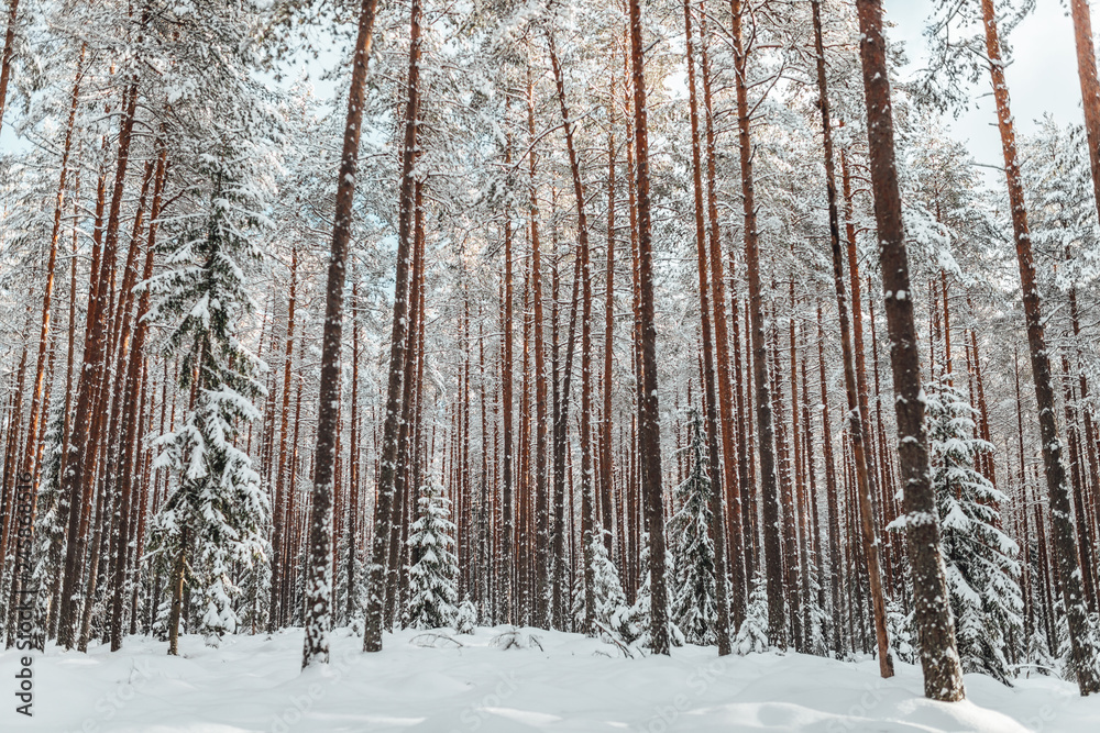 Pine forest in winter, frozen trees covered in snow, Winter in Europe Pine forest in winter, frozen trees covered in snow, Winter in Europe