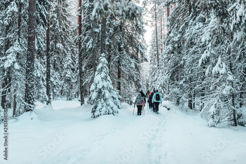 Group of people hiking in forest winter time 