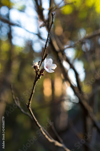 Flor cerezo blanca photo