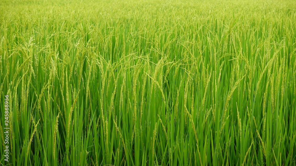 close up of ripening rice in a paddy field close up of ripening rice in a paddy field
