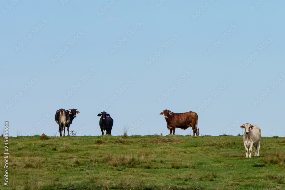 Obraz premium Brahman cows on a ridge