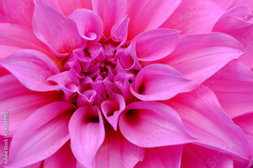 selective focus of pink flower with pink petals for background or texture