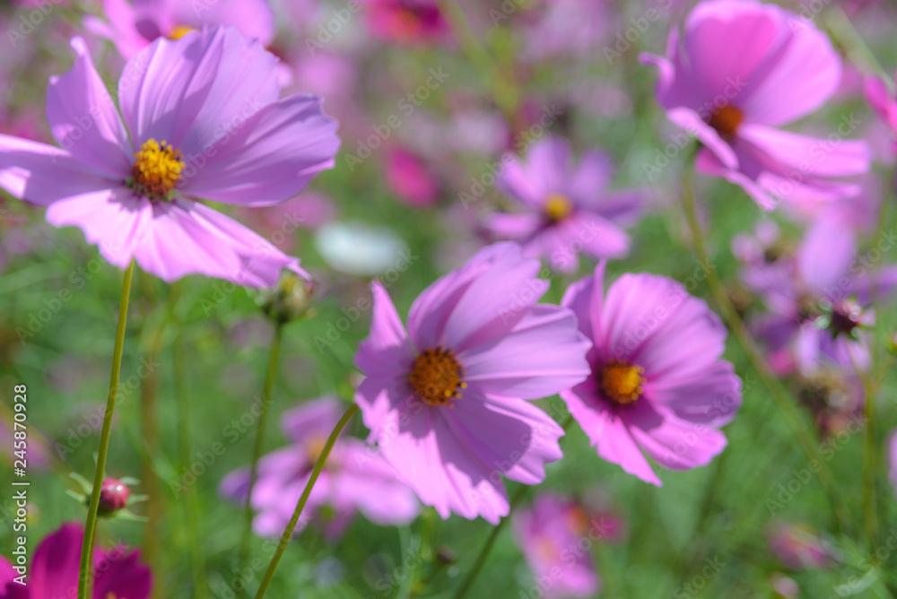 blurred of pink cosmos flowers blooming in the garden blurred of pink cosmos flowers blooming in the garden
