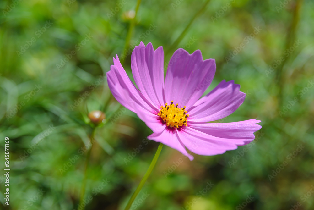 Fototapeta premium Pink cosmos flowers blooming in the garden
