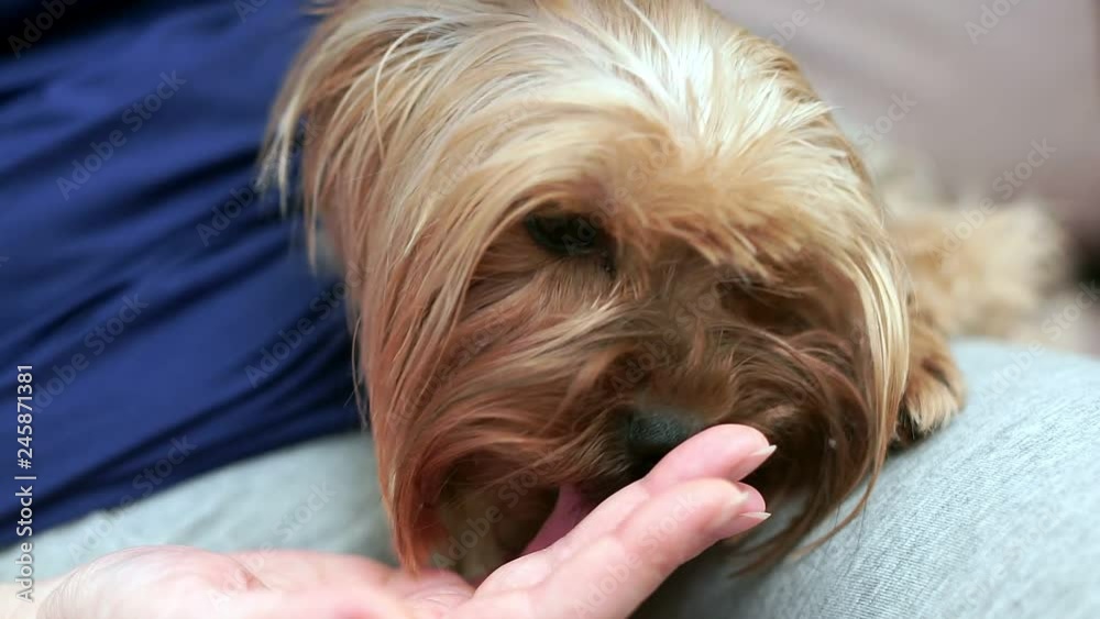 A woman sits on a couch and strokes a soothing Yorkshire terrier. Dog licking hands. Close-up A woman sits on a couch and strokes a soothing Yorkshire terrier. Dog licking hands. Close-up