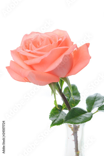 Single beautiful fresh pink rose in glass vase isolated on white background - Image