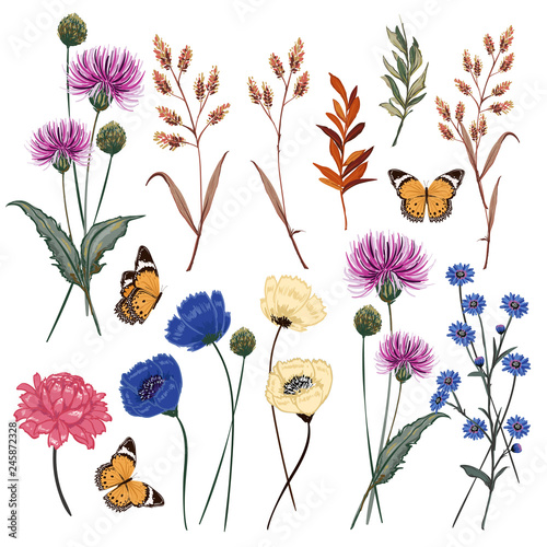 Set of beautiful botanic medow flower vector illustration with butterfly blooming floral