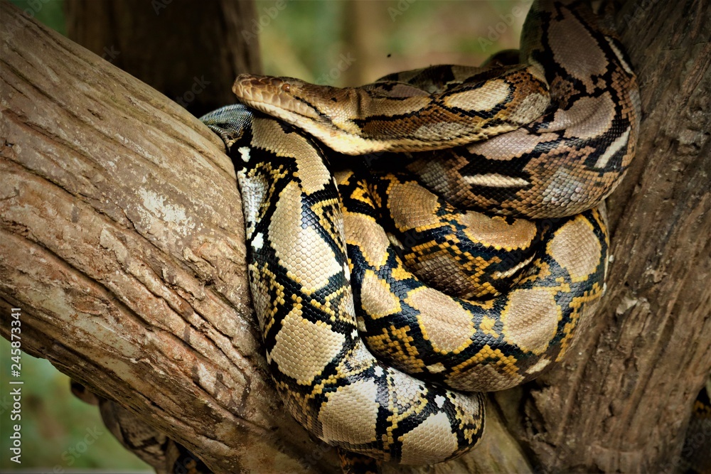 Fototapeta premium Reticulated python