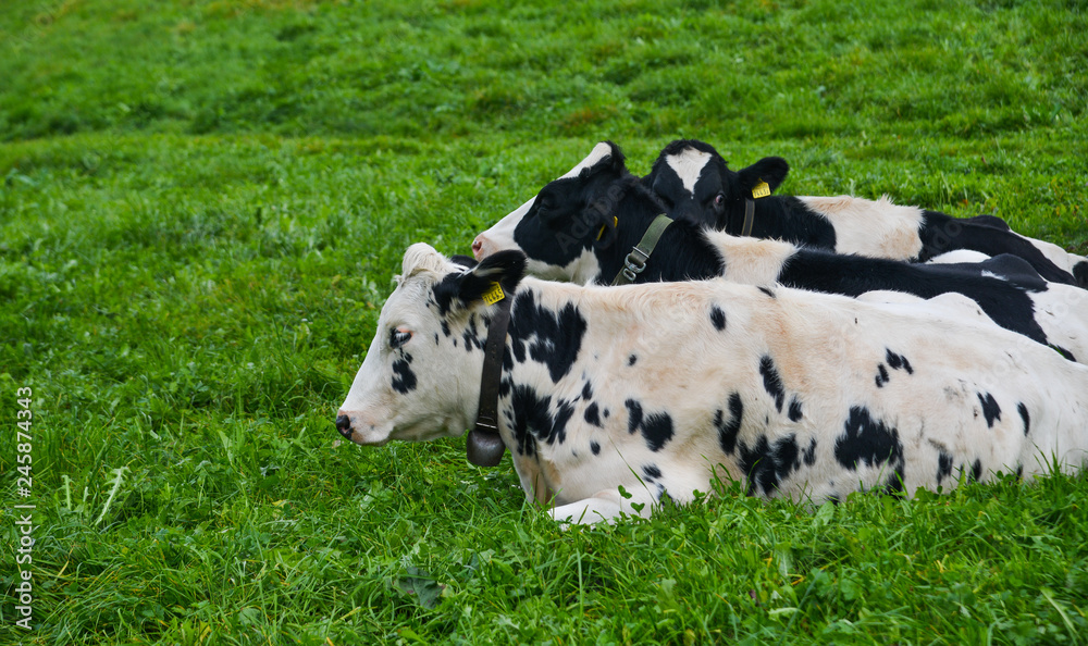 Cows on the grass hill in Switzerland Cows on the grass hill in Switzerland