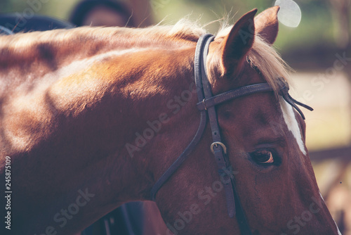 Horse on nature. Portrait o...