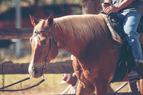 Horse on nature. Portrait o...