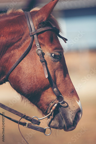 Horse on nature. Portrait o...