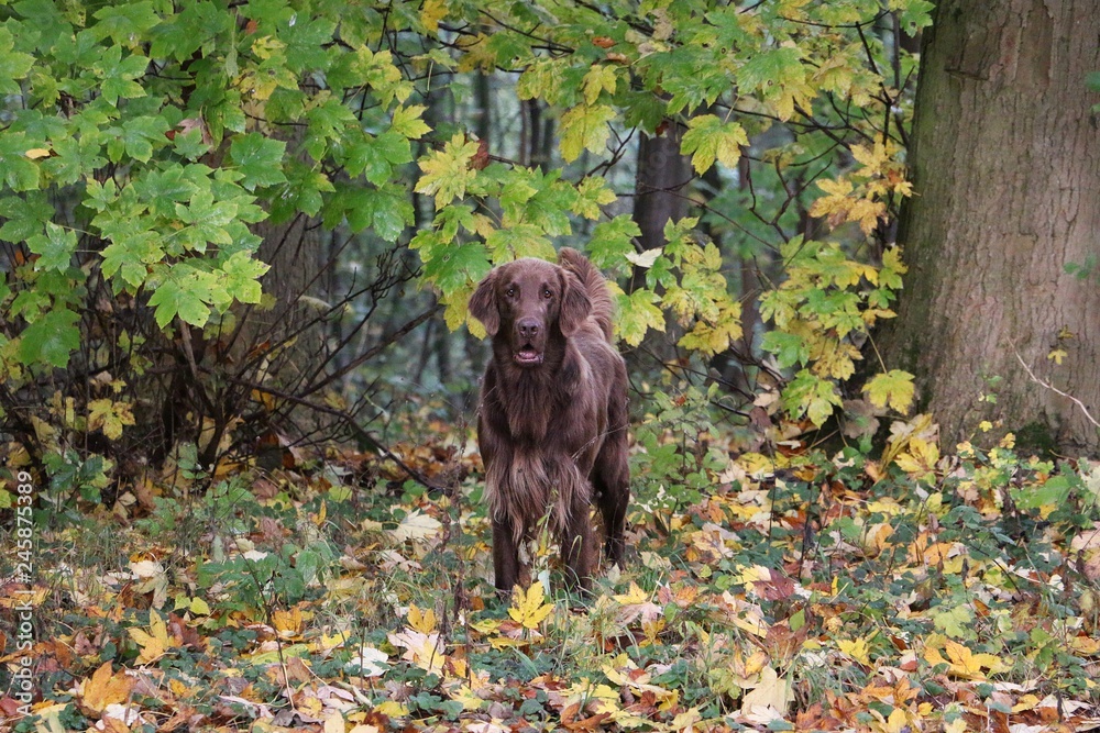 Obraz premium brown flat coated retriever is standing in the colorful autumn forest
