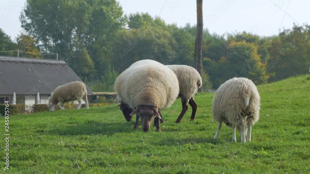 Farm with many sheeps on green meadow Farm with many sheeps on green meadow