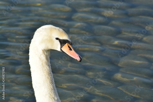 Cisnes en el rio de lyon photo