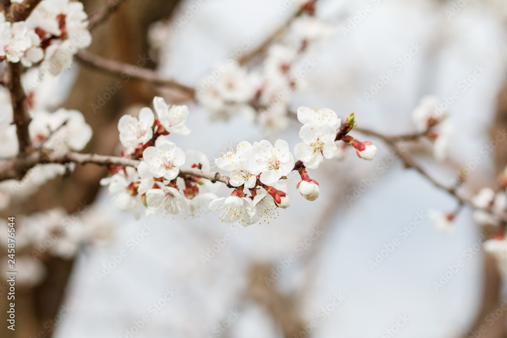 Branch of apricot tree in the period of spring flowering. Branch of apricot tree in the period of spring flowering.