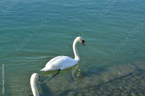Cisnes en el rio de lyon